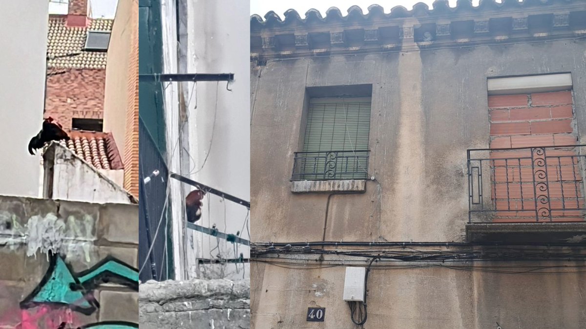 policiazaragoza's tweet photo. Ayer agentes de #SectorCentro intervinieron en una casa vaciada en la calle Navas de Tosa para rescatar a 4 gallos junto con @BomberosZGZ
#MedioAmbiente
#Ruido https://t.co/Aki3Ev8xTQ