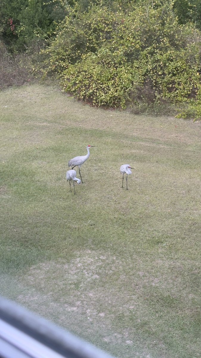 JDesignM's tweet image. my neighbors are wild! 🐻 🐦