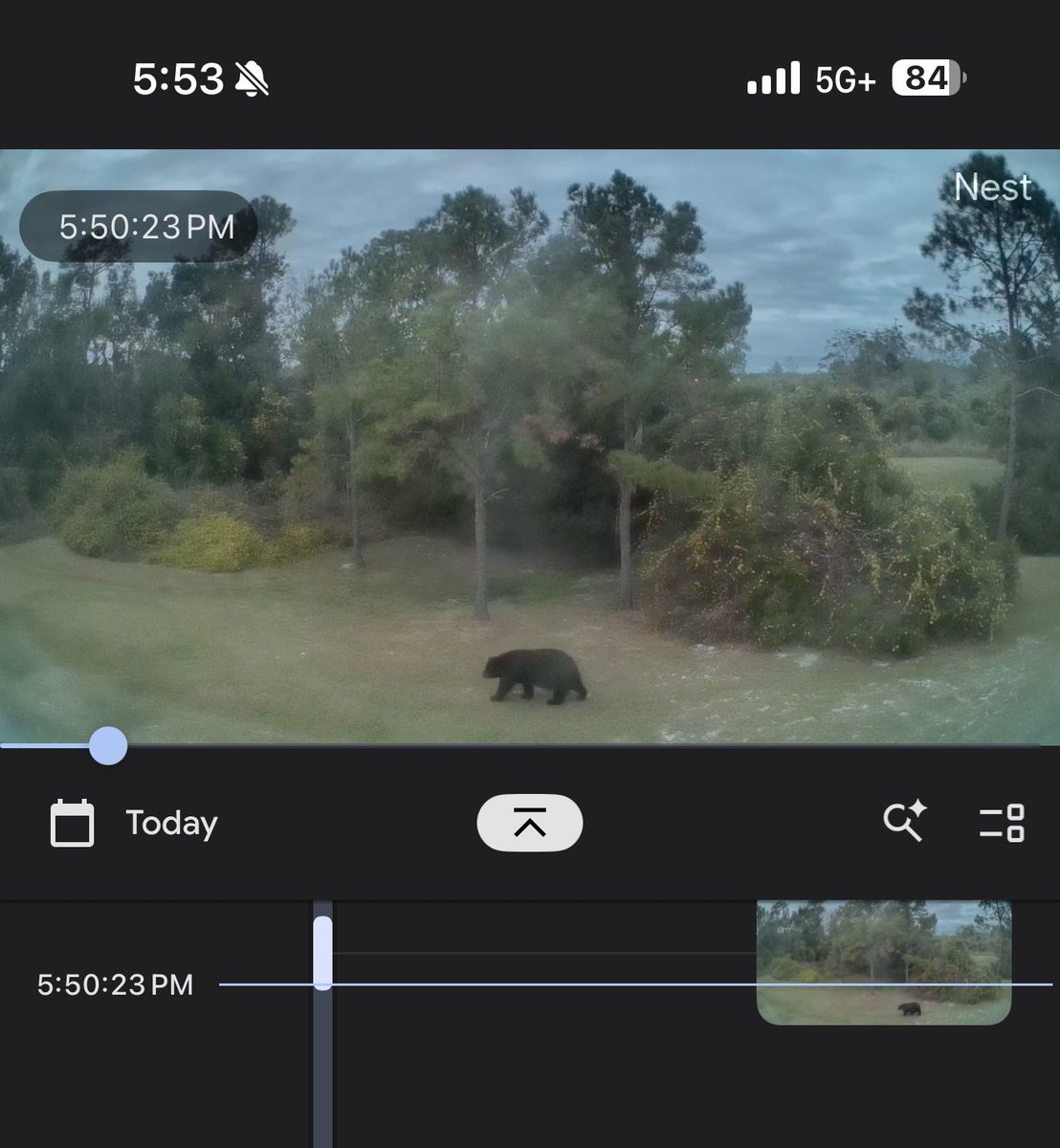 JDesignM's tweet image. my neighbors are wild! 🐻 🐦