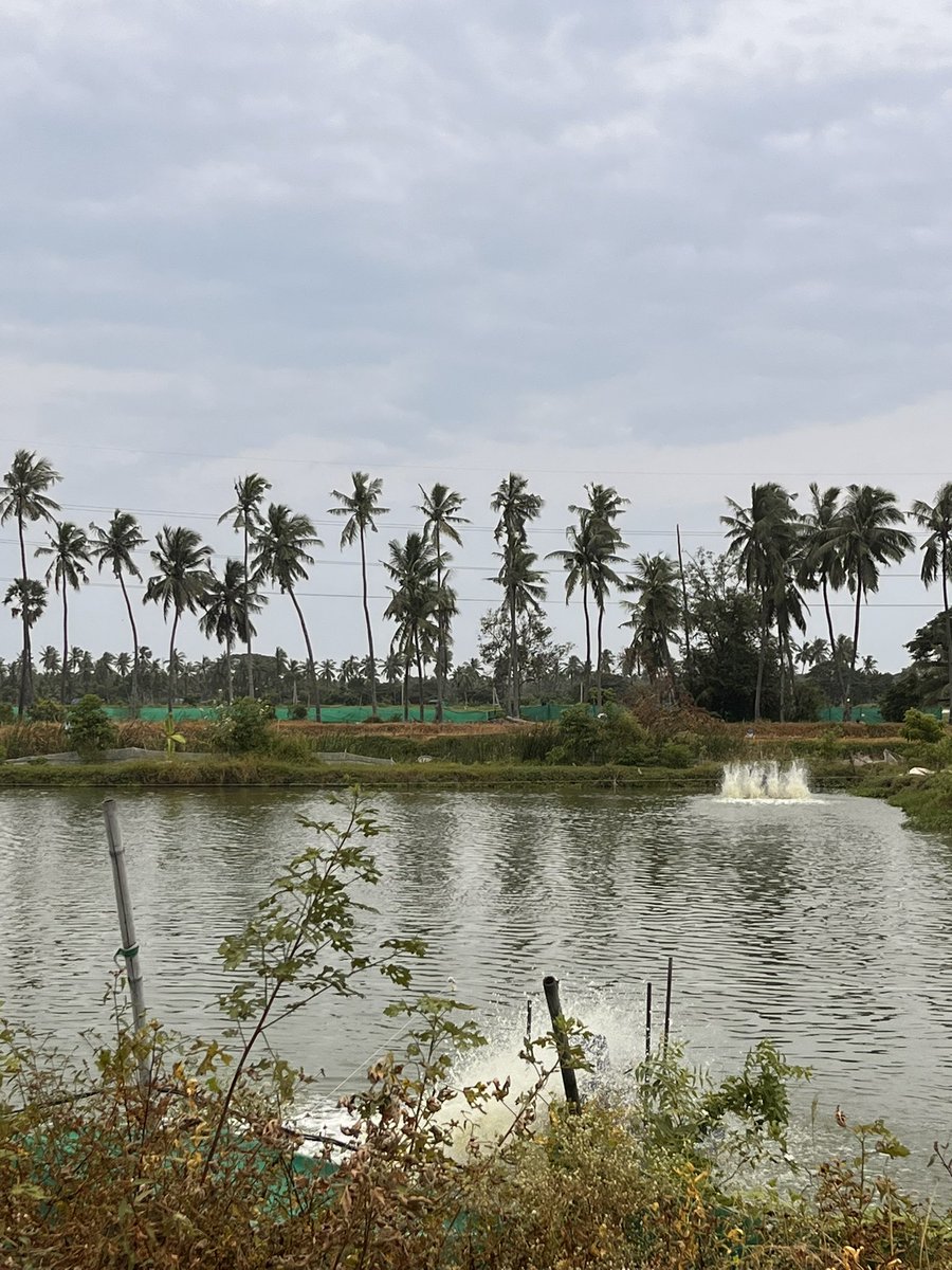 These prawns are going to die before we eat them anyway.

But bad water quality can wipe out all of them in a pond, in minutes.