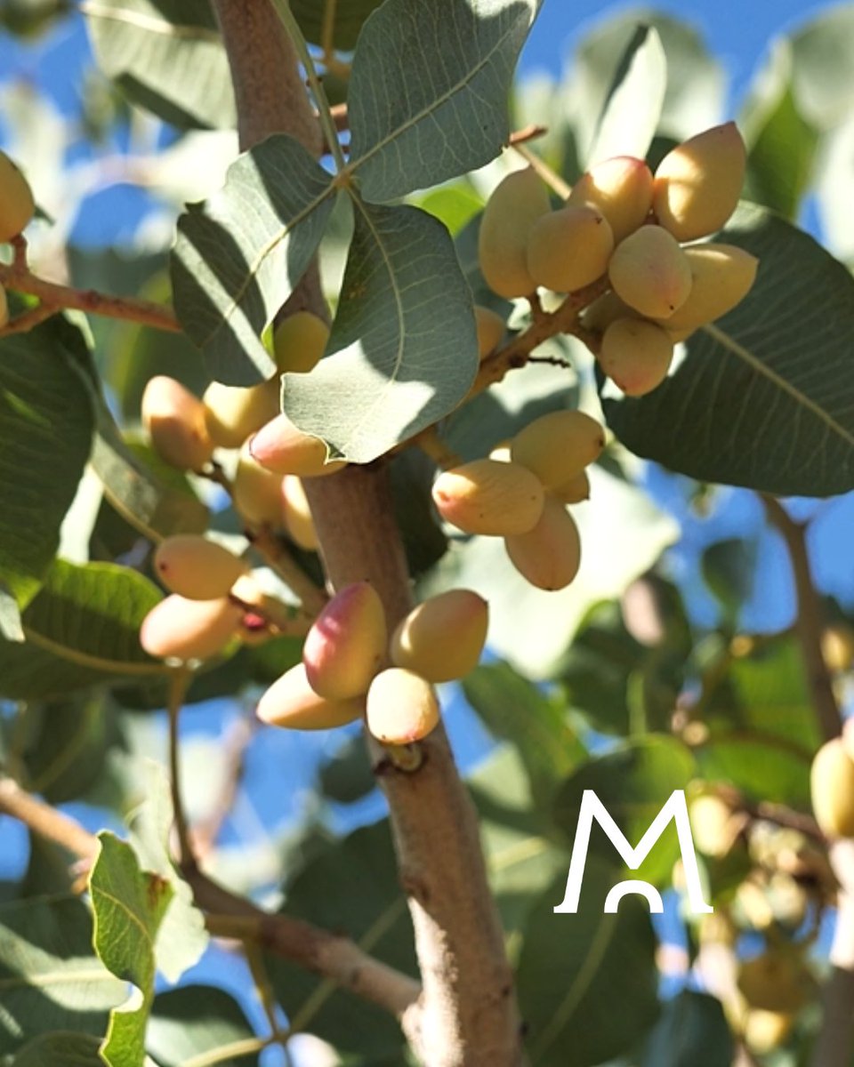 🌿 Pequeños, resistentes y llenos de carácter, como esta tierra.

El vino no es lo único que crece en nuestras fincas. También lo hacen tesoros como este.

𝐋𝐀 𝐁𝐎𝐃𝐄𝐆𝐀 𝐂𝐎𝐍 𝐕𝐈Ñ𝐄𝐃𝐎 𝐏𝐑𝐎𝐏𝐈𝐎 𝐌𝐀́𝐒 𝐀𝐋𝐓𝐀 𝐃𝐄 𝐄𝐒𝐏𝐀Ñ𝐀

#BodegasMuñana #Pistachos