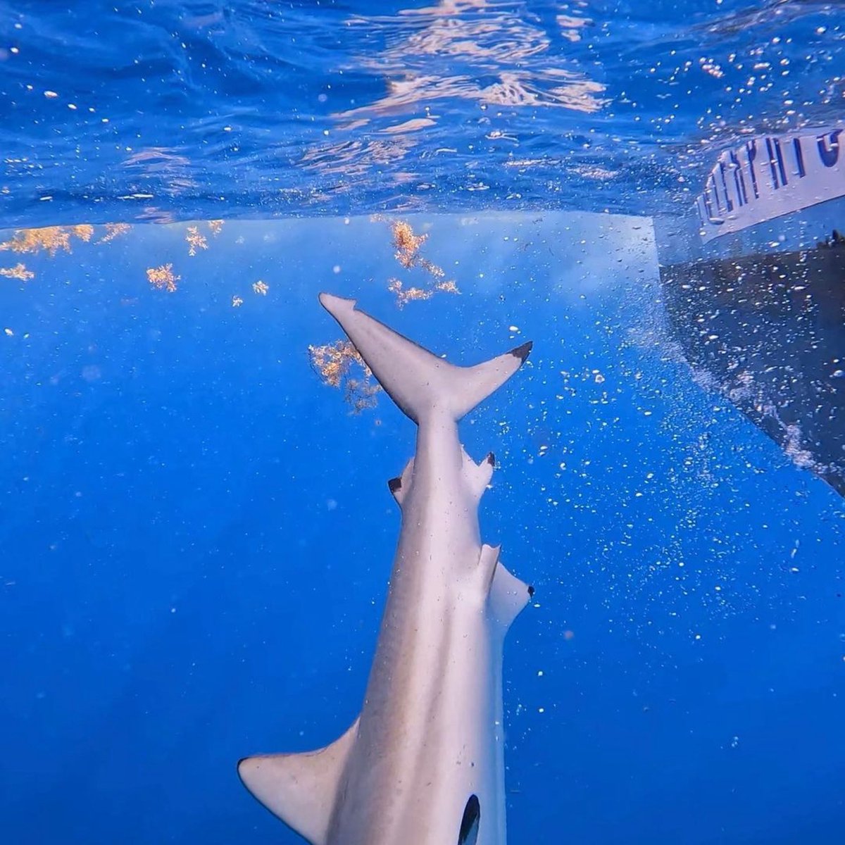 Saving the Blue tweet media