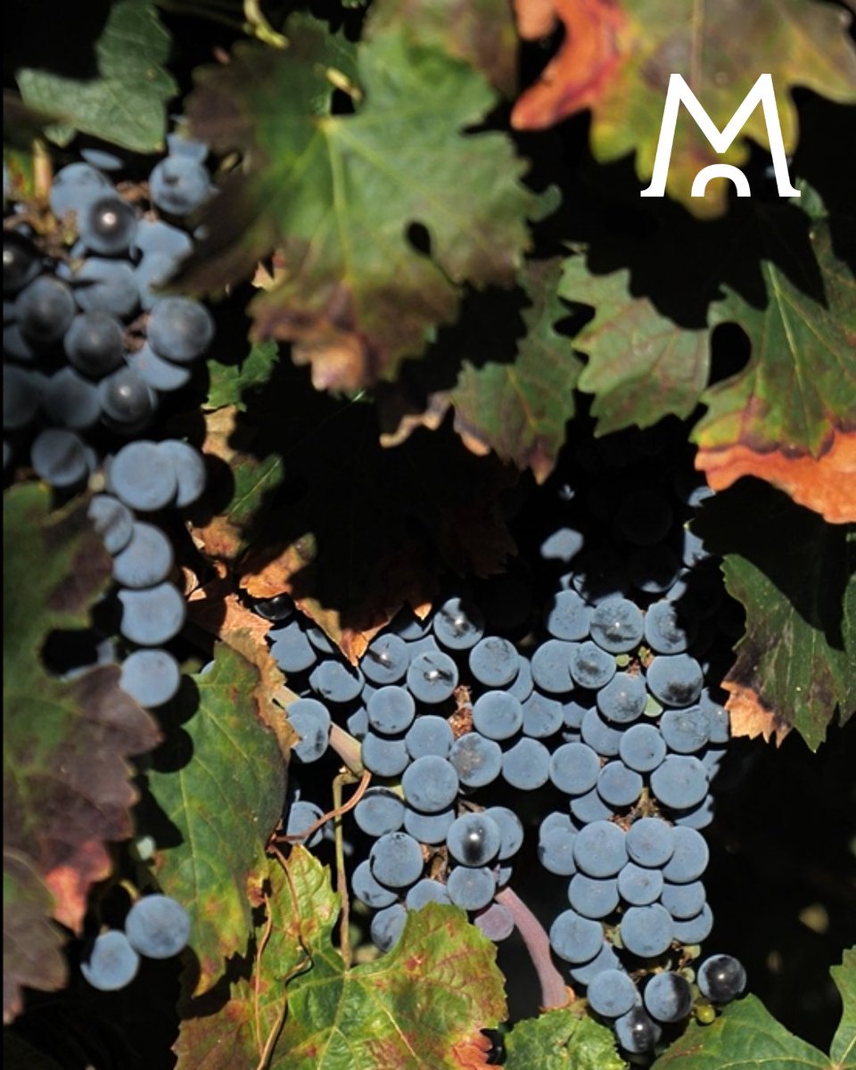 🍇 Esta es nuestra uva Tempranillo.
Cultivada a más de 1.200 metros de altitud, madura despacio para ofrecernos lo mejor de sí.

De aquí nace Muñana 1188, uno de nuestros vinos más personales.

𝐋𝐀 𝐁𝐎𝐃𝐄𝐆𝐀 𝐂𝐎𝐍 𝐕𝐈Ñ𝐄𝐃𝐎 𝐏𝐑𝐎𝐏𝐈𝐎 𝐌𝐀́𝐒 𝐀𝐋𝐓𝐀 𝐃𝐄 𝐄𝐒𝐏𝐀Ñ𝐀