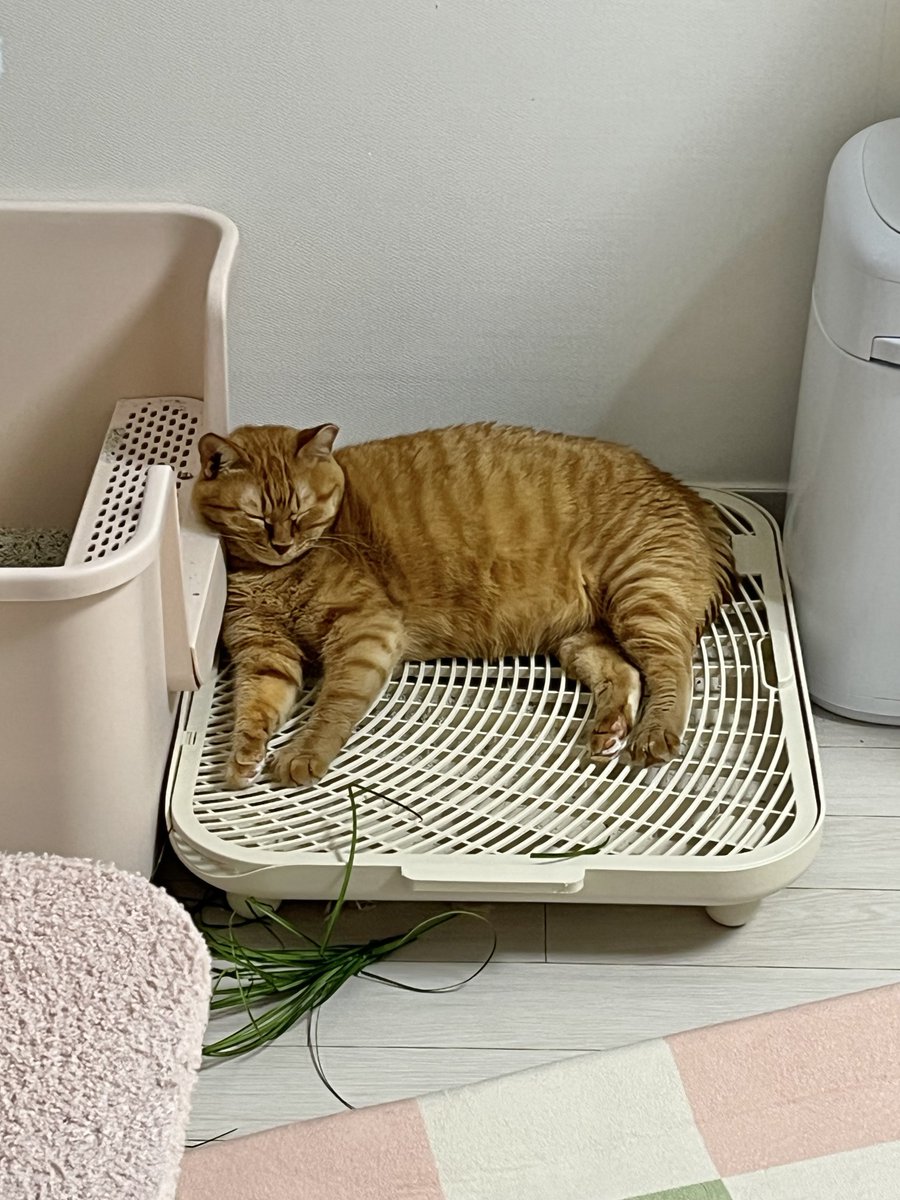 돈까스 기름 빼는중