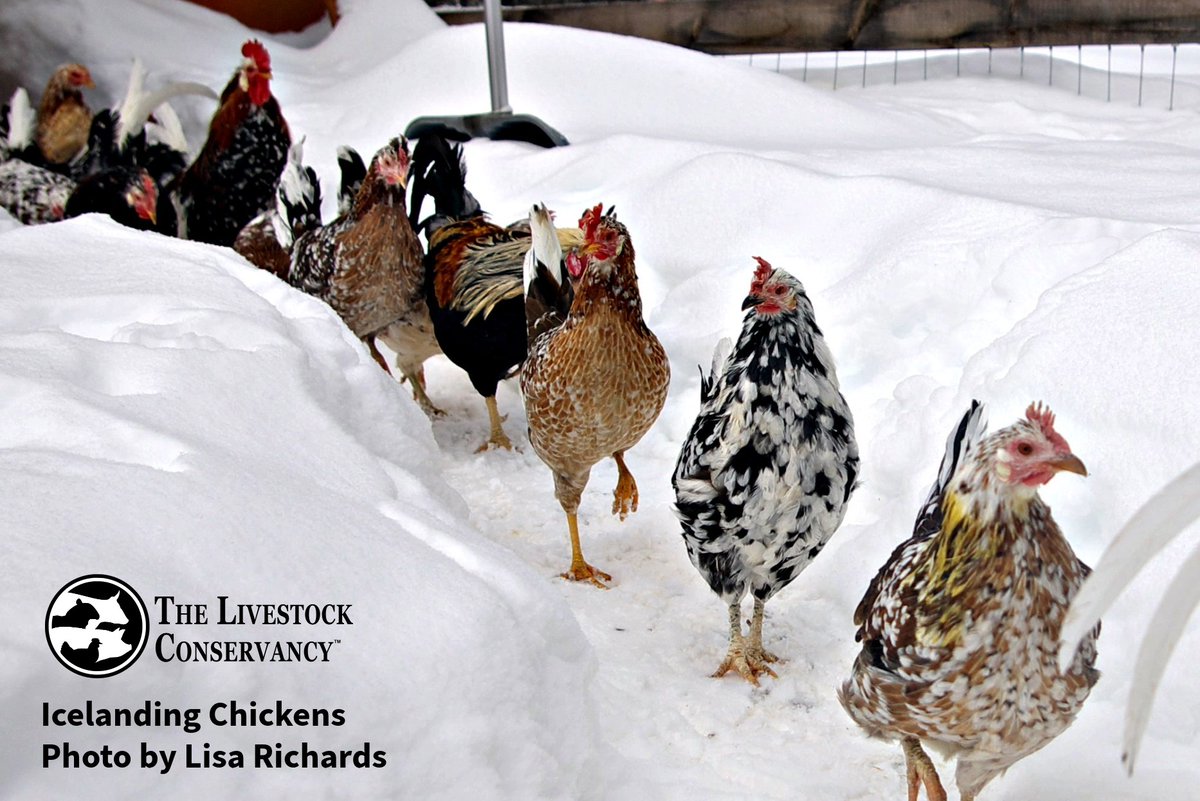 Ready for winter? The Autumn edition of our quarterly magazine, The Livestock Conservancy Newsletter, features a great article on making cold weather preparations. You can read it here: livestockconservancy.org/wp-content/upl… Or, you could get the complete magazine as a member. Join today!