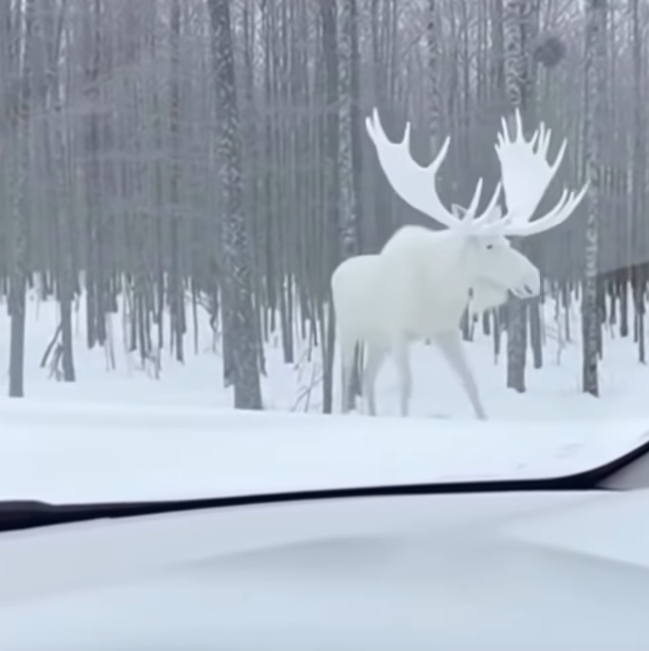 if ur reading this uve been blessed by the christmas white moose, and are about to hit a liquid 300x