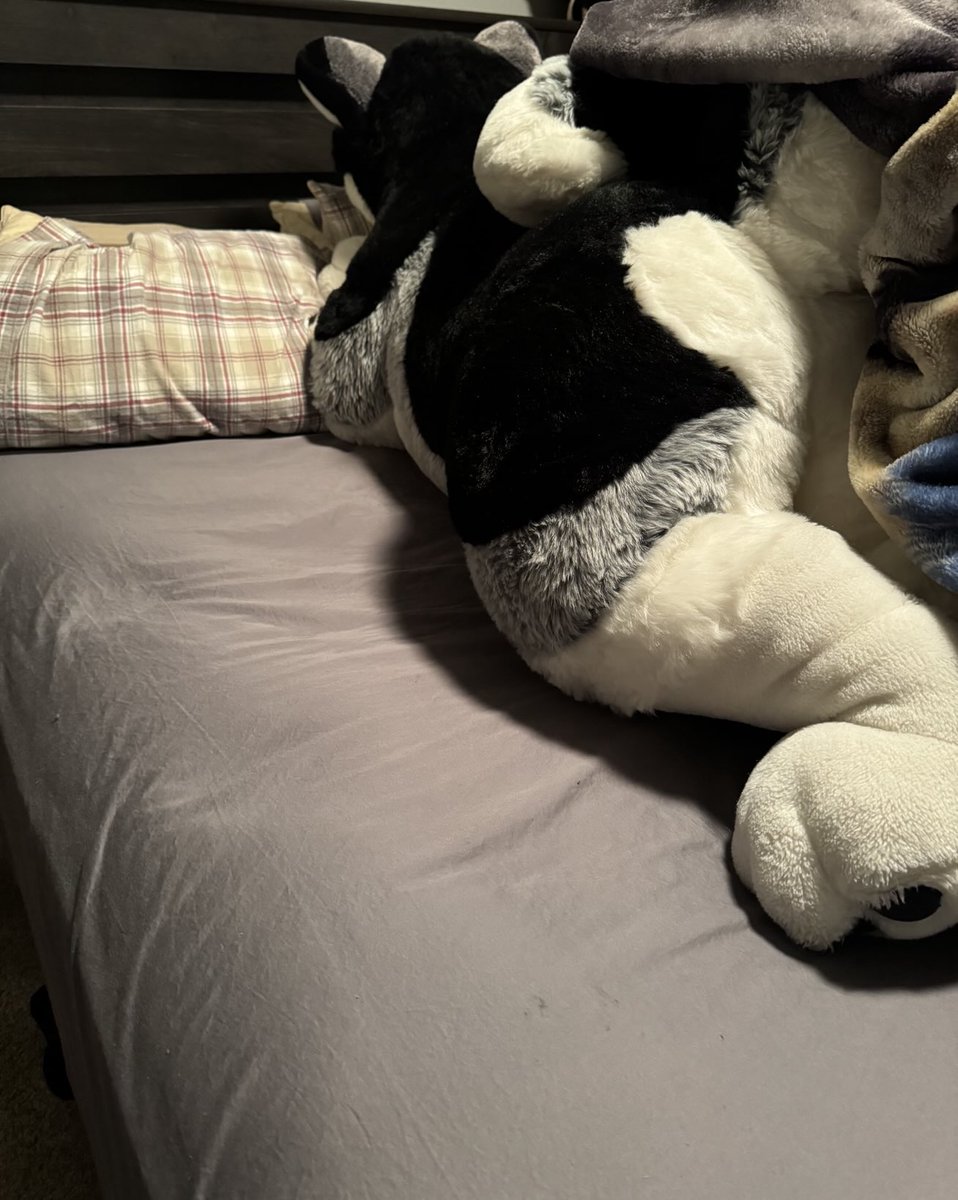 Rocky Husky tweet media