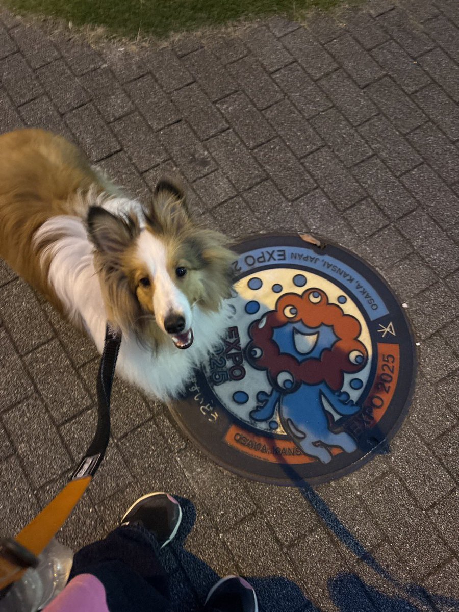 可愛い過ぎて作るのが止まらない、、🥹
ミャクミャクマンホールが魔法陣になるとは🐕🐶

#ペットカードジェネレーター #万博 #シェルティ　#シェットランドシープドッグ　#シェルティはいいぞ　#子犬　#ハチワレ　#ちいかわ