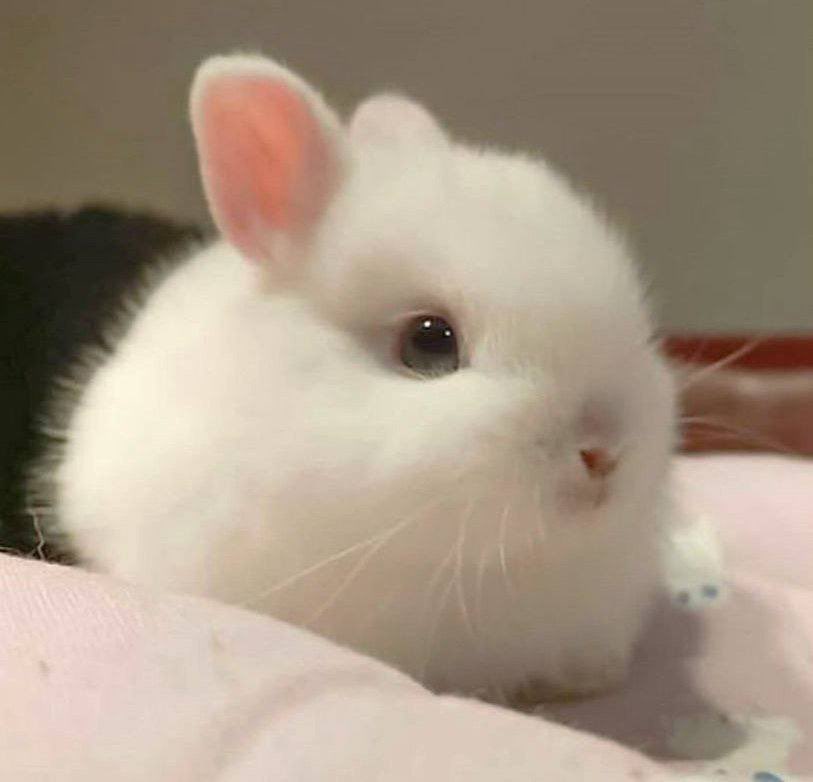 ꒰ᐢ. .ᐢ꒱₊˚⊹ ᰔ (@hanbinisbunny) / Posts / X