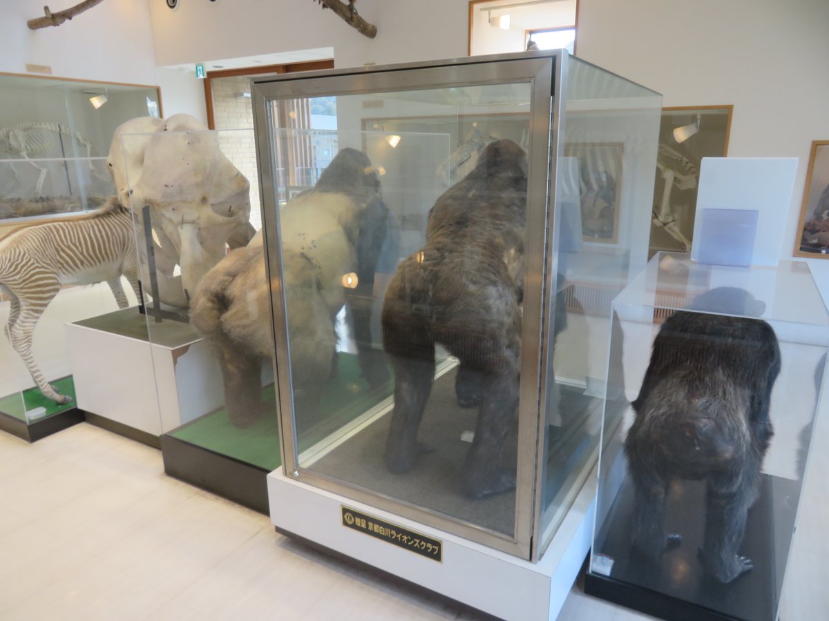 てんの剥製 展示室内に並ぶ剥製標本。正面だけではなく後側も観察できる展示の仕方