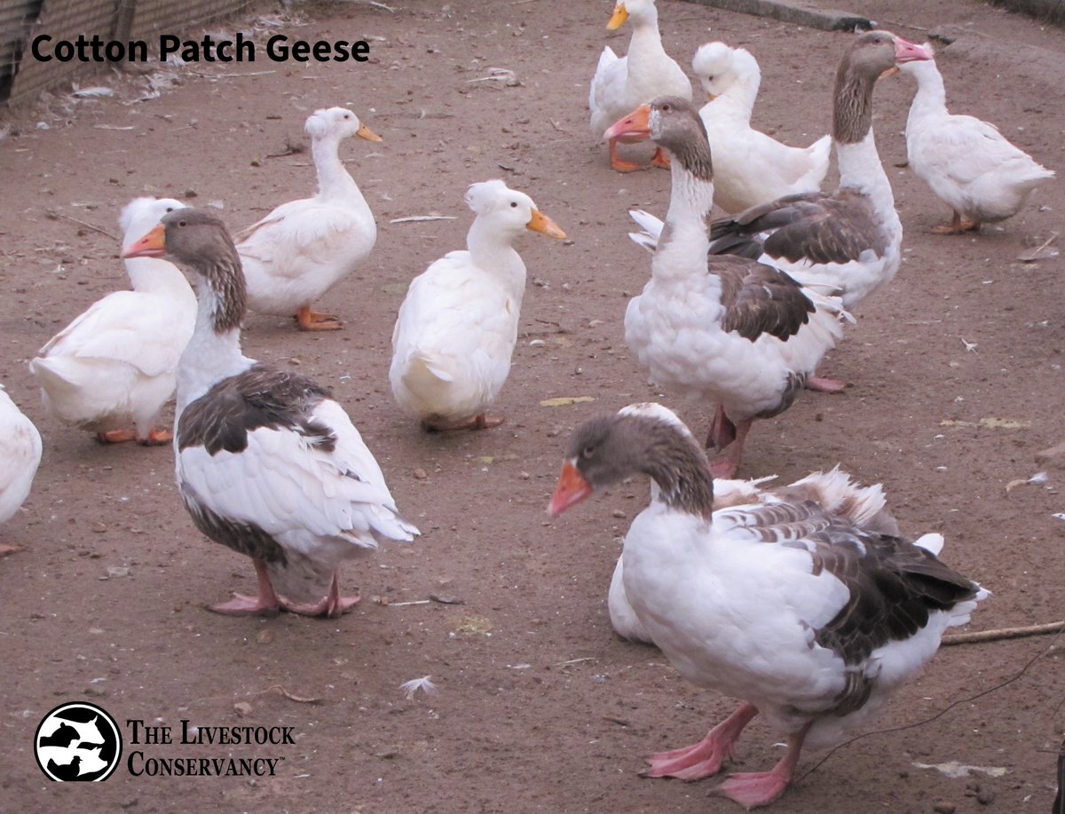 Cotton Patch, Pilgrim and Shetland geese have auto‑sexing traits that let farmers distinguish males &amp; females by color from an early age. They were developed on small homesteads farming systems, where families needed birds that could forage, parent well and fit into mixed flocks