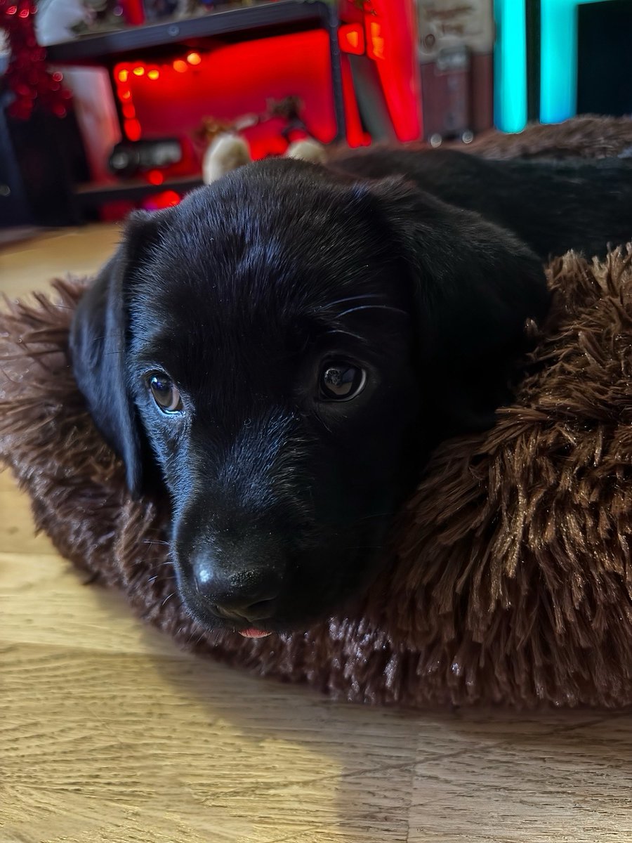 CaroleQuintaine's tweet photo. J’ai mis du temps à guérir.
Je n’oublierai jamais Epona.
Mais j’ai encore trop d’amour à offrir…

Voici Yoshi 🐾❤️ https://t.co/JodyqCm2yw