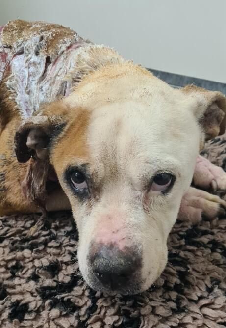 Action Protection Animale tweet media