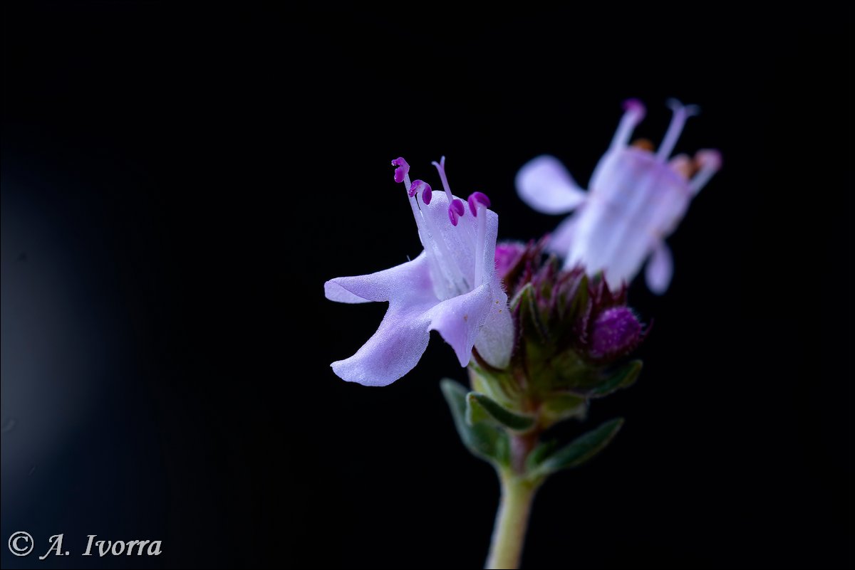 AndresIvorra's tweet image. Thymus hyemalis subsp. hyemalis
Las Negras (Almería) - Diciembre

Es un sufrútice de 20-40 cm.
Vive en matorrales aclarados y tomillares, con preferencia en calizas, margas y suelos yesosos (más raramente en pizarras o suelos arenosos), desde el nivel del mar hasta 500 m. 👇👇