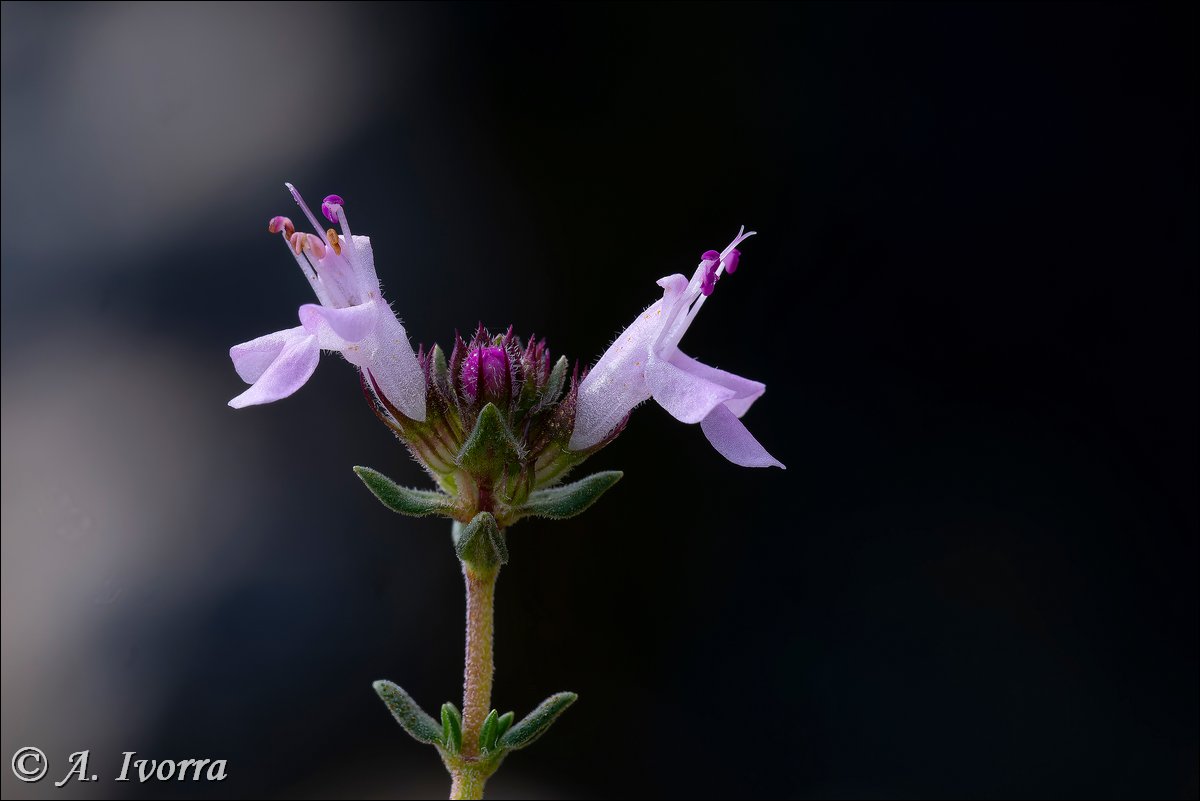 AndresIvorra's tweet image. Thymus hyemalis subsp. hyemalis
Las Negras (Almería) - Diciembre

Es un sufrútice de 20-40 cm.
Vive en matorrales aclarados y tomillares, con preferencia en calizas, margas y suelos yesosos (más raramente en pizarras o suelos arenosos), desde el nivel del mar hasta 500 m. 👇👇