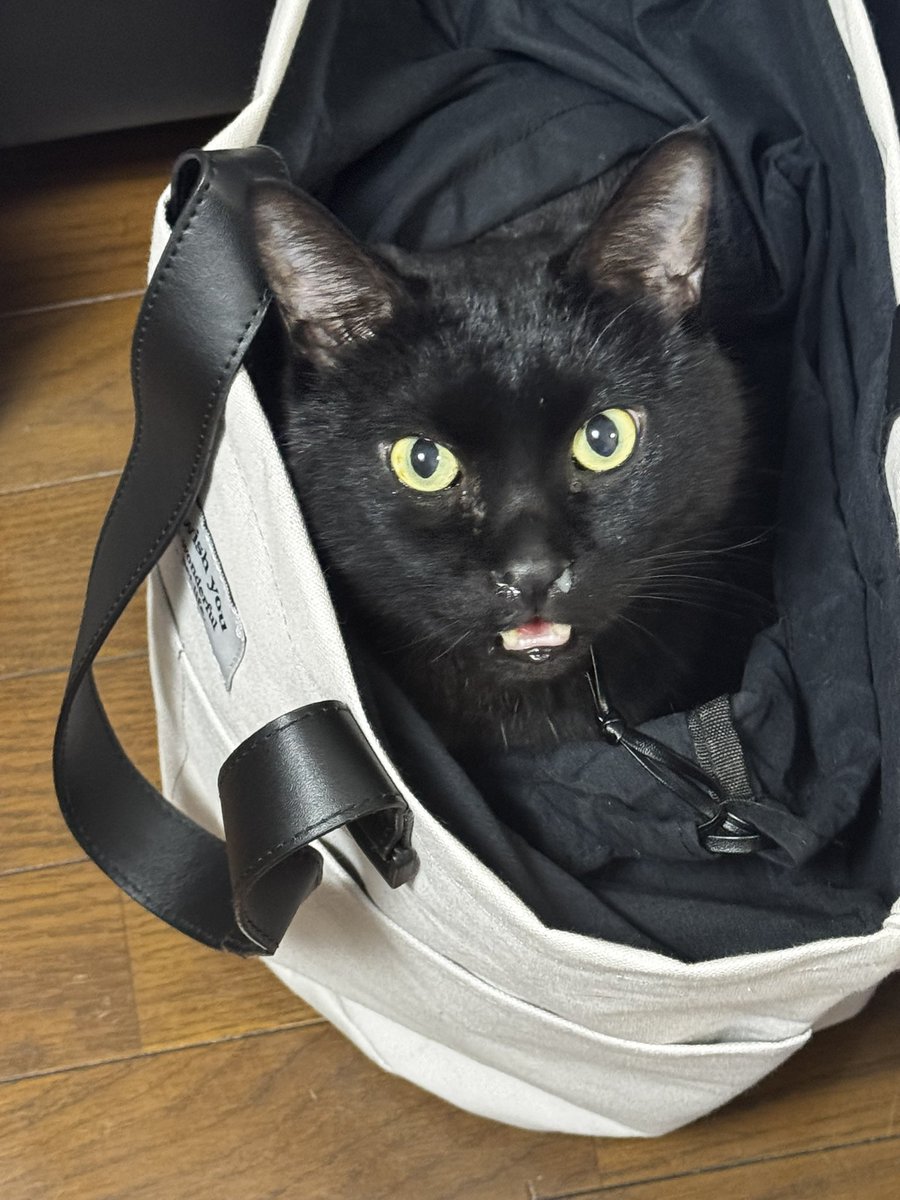 マザーズバッグ置いてたら蓮が入っていった😂😂😂