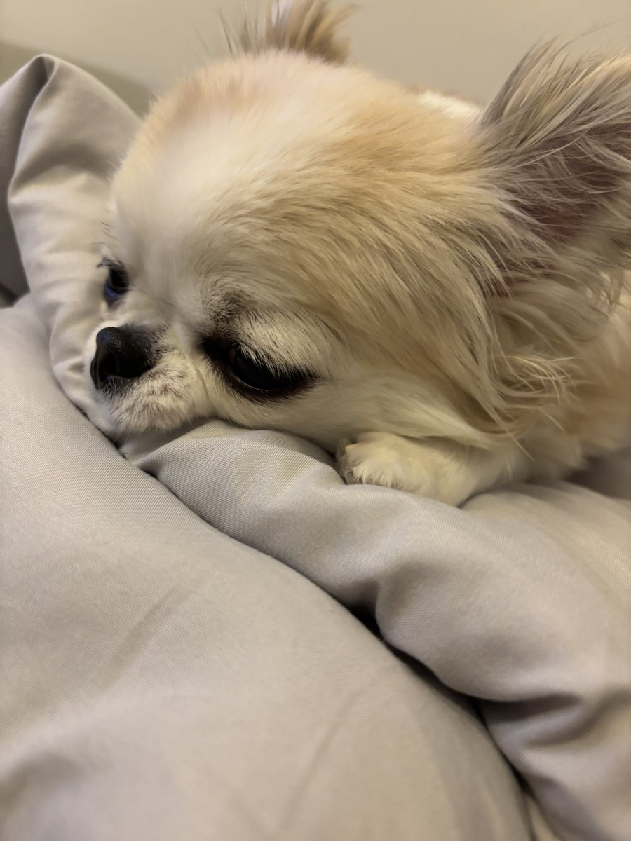 うめ(犬)親管理 (@chihuahua_ume) / Posts / X