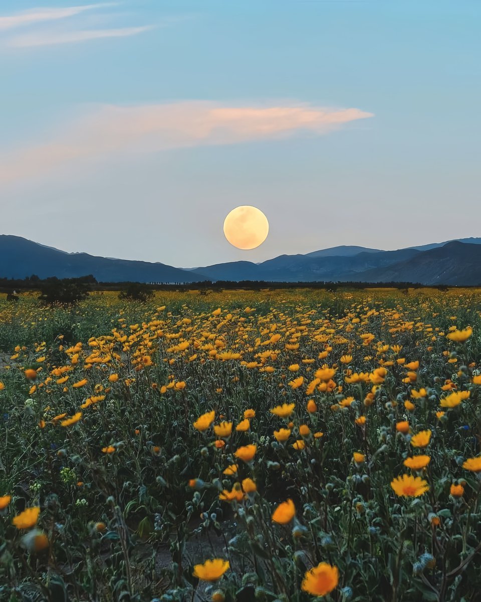 gardenofcolours's tweet image. 