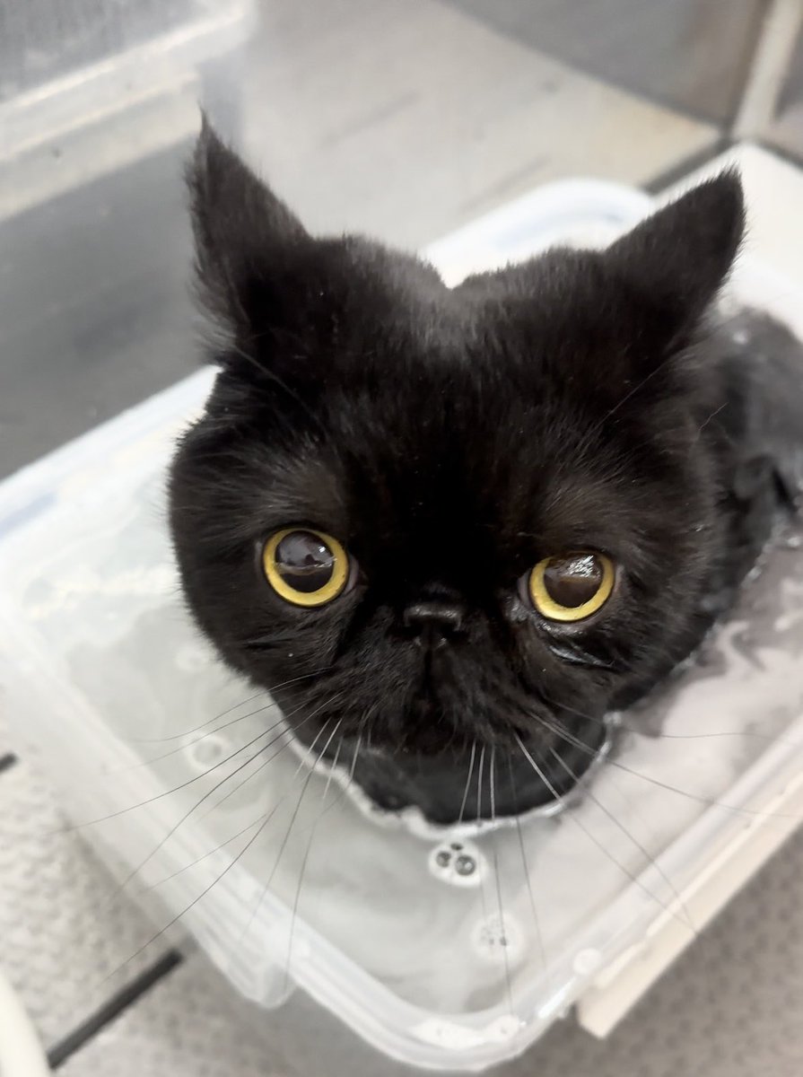 しぃちゃん (@shi_chan347) / Posts / X