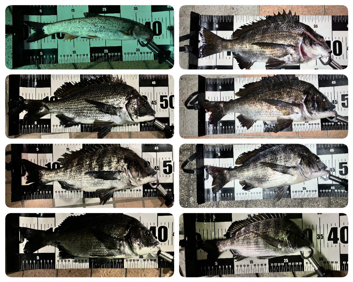 今夜は７枚＋1本
夜ヘチ部活動夜練
クロダイ7枚
マルタウグイ1本
でした。