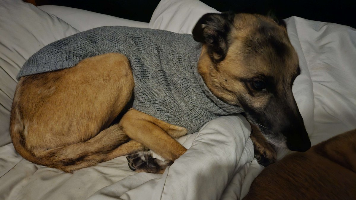 Churd 🐸 tweet media