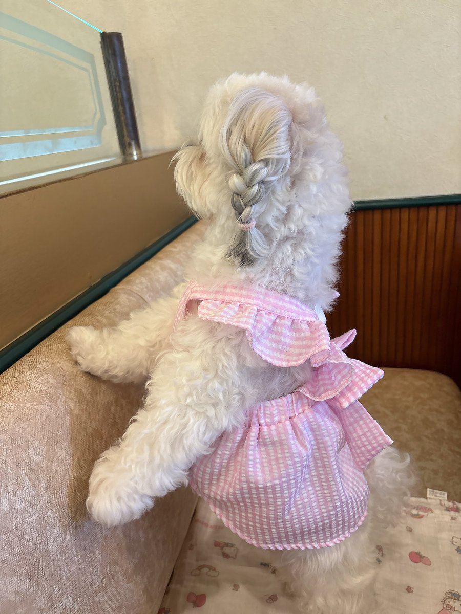 今年の夏の喫茶店（犬OK）に入った時後ろのお客さんを覗いてた音
人間のちびっことやる事同じ