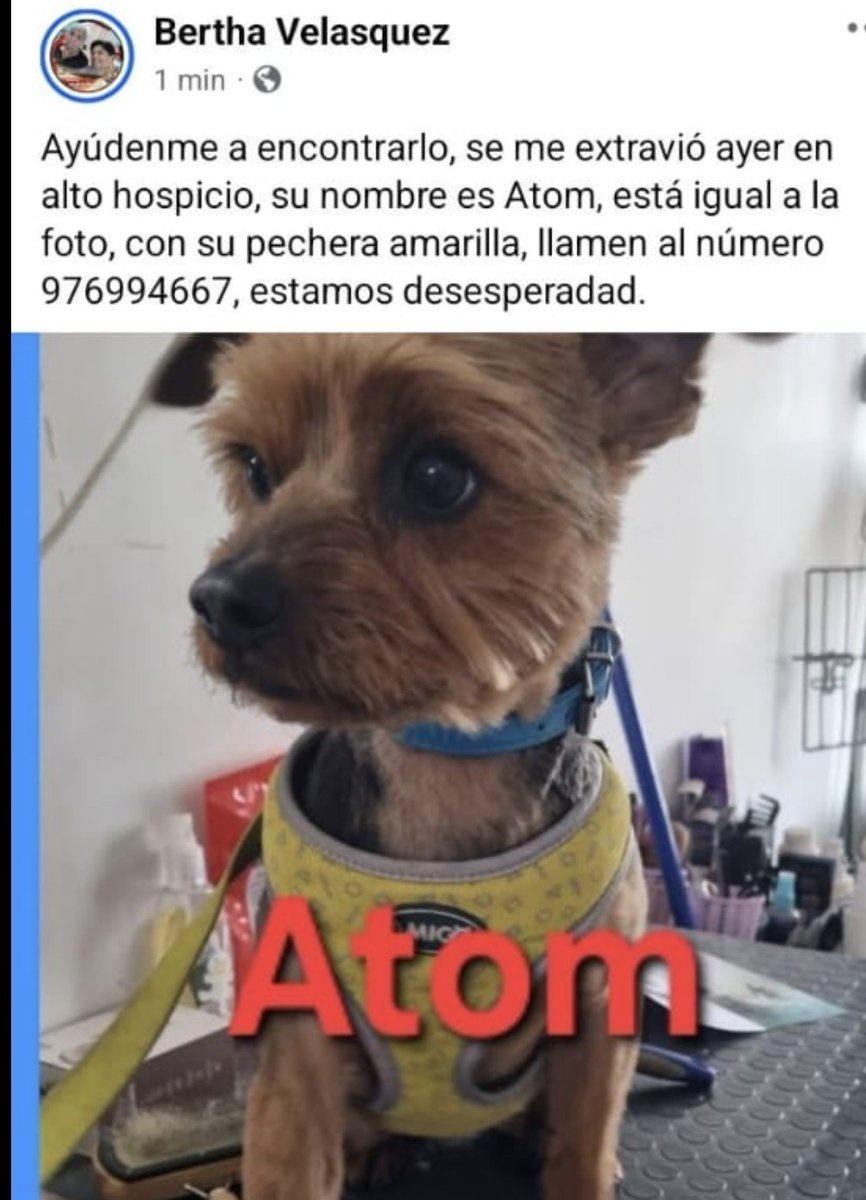 weeeelos's tweet photo. #iquique #hospicio #altohospicio #maho
Ayuda porfis! https://t.co/jDl1zDczbb