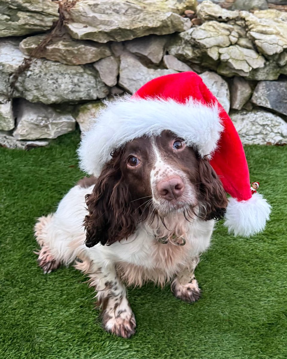 Cumbria Police Dog Section tweet media