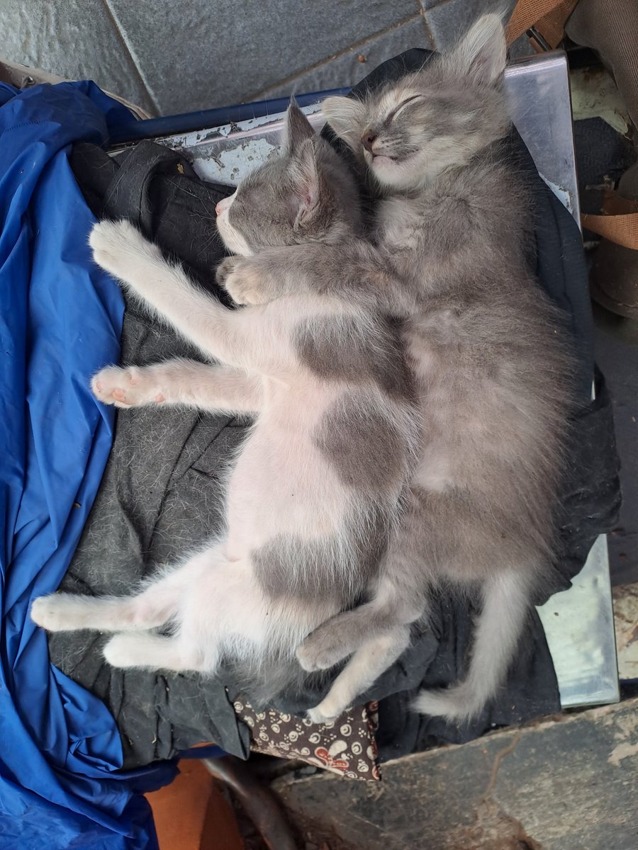 rdtyadkdk's tweet photo. kucing img pelukan https://t.co/Mx0XQdyGgH