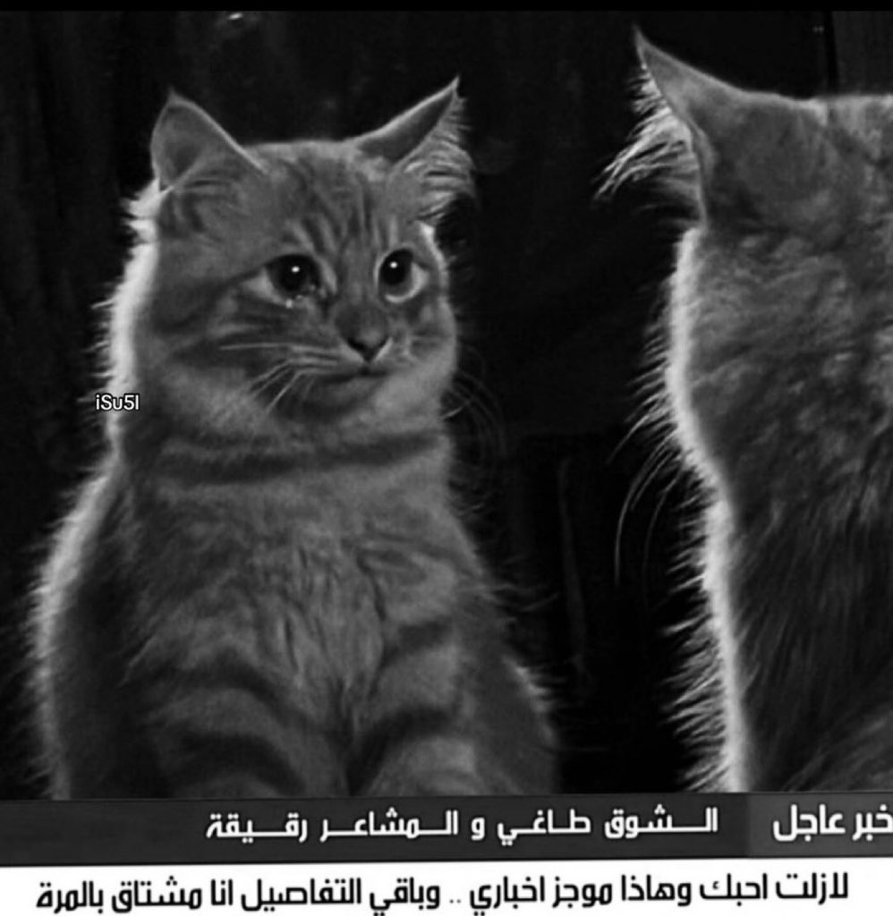 شكلك اذا دخلت الالبوم بعد ما فصل النت وتعمقت فيه