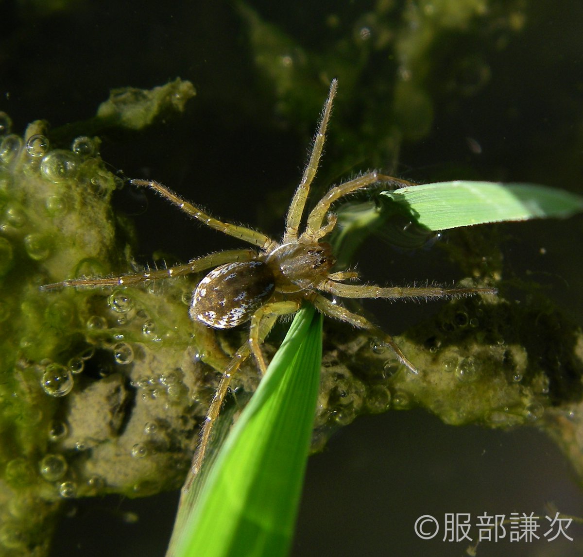 🐸#田んぼ #生きもの

◆農の生きもの編【キバラコモリグモ（黄腹子守蜘蛛）】特に関東以北の田んぼで普通に見られます。ウンカやヨコバイ類の天敵として重要です。メスは卵が入った卵のうをつけて運び、ふ化したあともしばらく子グモを乗せているので「子守グモ」。

#食と農を未来へつなぐ #全農 #子