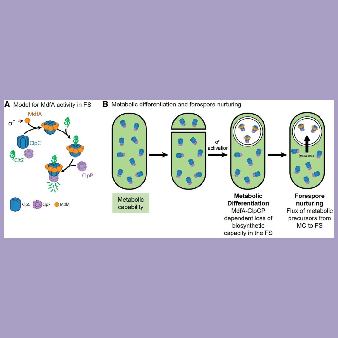 GenesDev's tweet image. ⏪ G&amp;amp;D RECAP ⏪

🗓️ April 2025
RESEARCH PAPER: Developmentally regulated proteolysis by MdfA and ClpCP mediates metabolic differentiation during B. subtilis sporulation
By Riley et al., Javier Lopez-Garrido and Kit Pogliano
➡️ genesdev.cshlp.org/content/39/7-8…

#bacteria #spore #dormancy