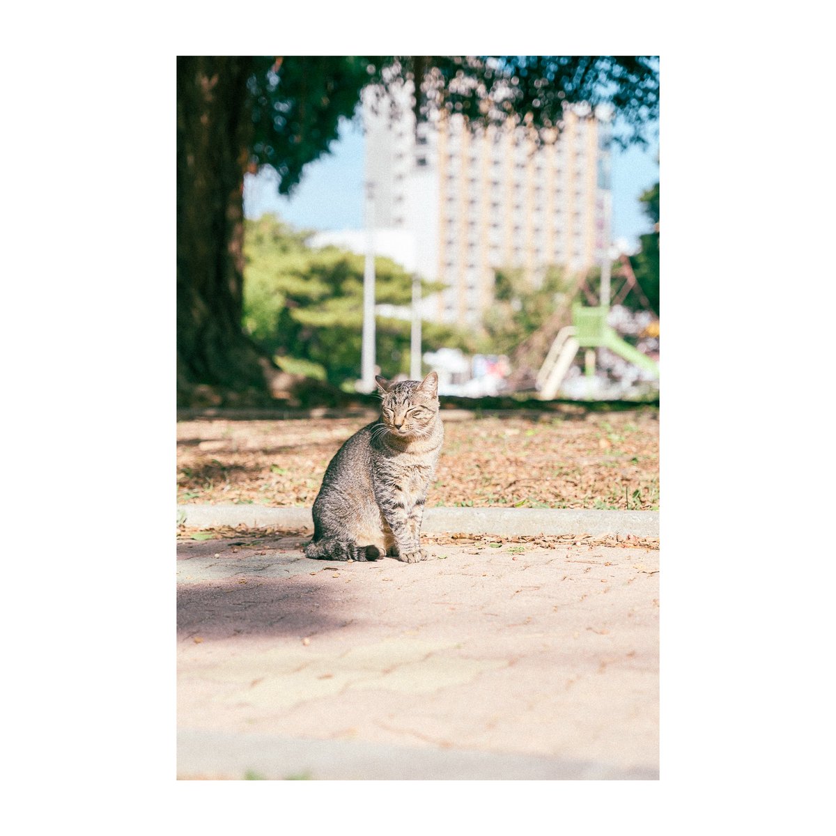Frogskins_'s tweet photo. にゃんこちゃーん https://t.co/zR6JpZ3DP1
