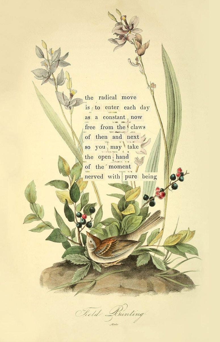 In this season of stilling, an invitation to presence from the field bunting. Find all 100 bird divinations and the story/process behind them at almanacofbirds.org