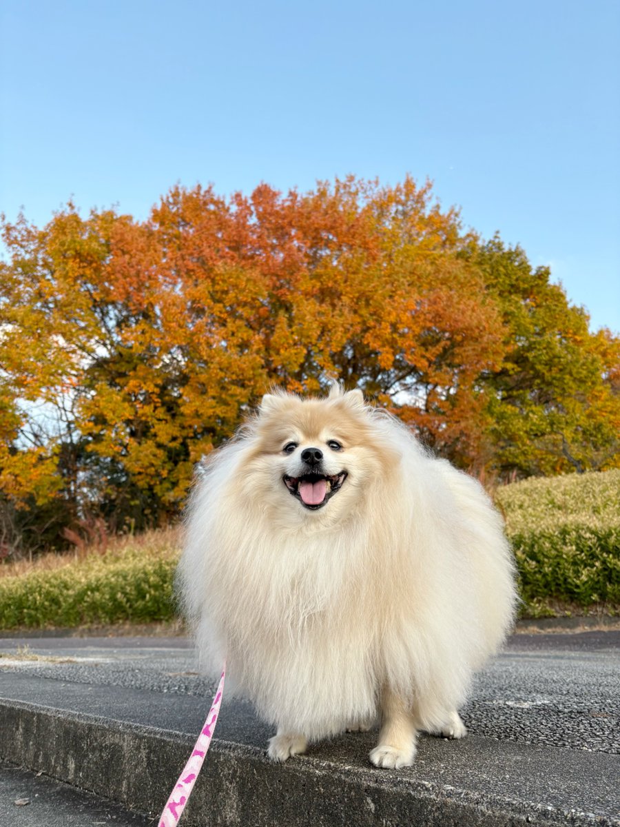 妖(よう) (@snow_white_999) / Posts / X