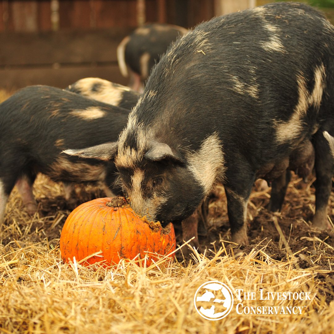 These Ossabaw Island Hogs are enjoying a pumpkin treat — a perfect reminder of how resilience and tradition thrive together.

Descended from Spanish pigs brought to Georgia’s Ossabaw Island in the 1500s, this rare breed is listed as Critical on The Livestock Conservancy’s CPL.