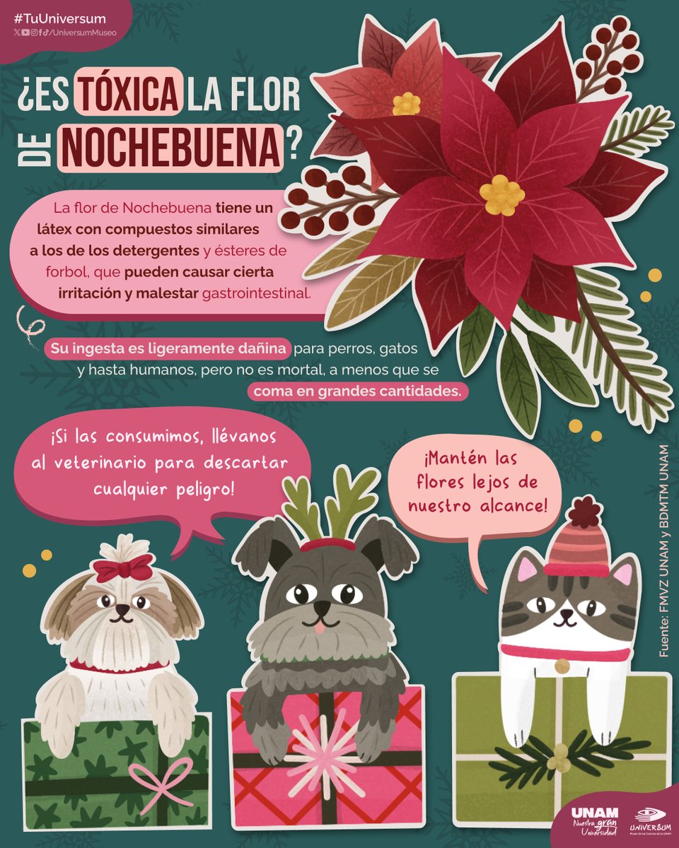 ¿La flor de Nochebuena es peligrosa para las mascotas? 🐱🐶
Te contamos un poco. 👇

#TuUniversum