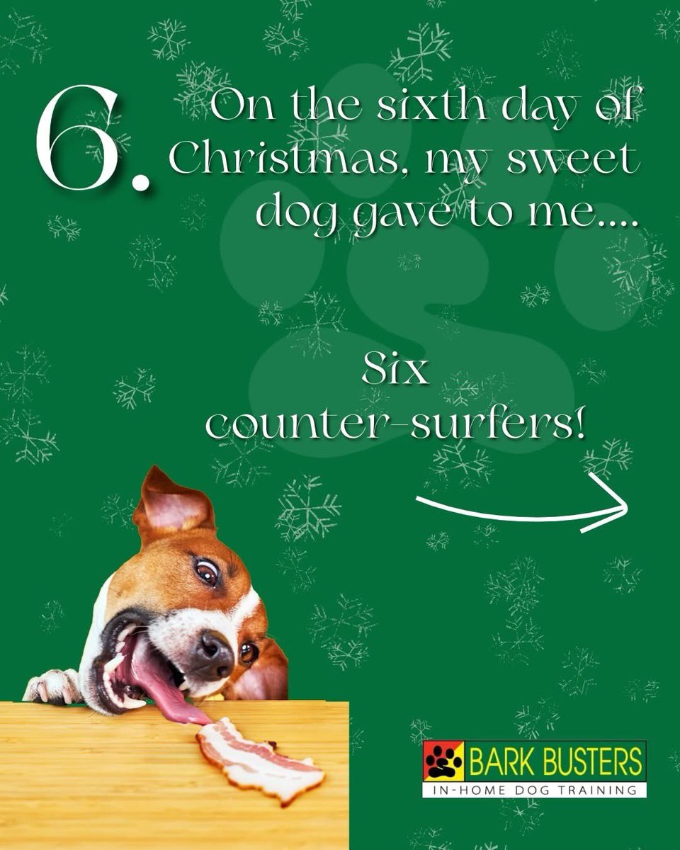 BarkBusterGuys's tweet image. Dogs and holiday food can be a bad mix. Supervise them closely in the kitchen and dining areas, and make sure your guests know not to sneak them extra treats that can cause harm.
#dogtrainingtips #BarkBusters #yegdogs #consumerchoiceaward
#Barkbusterguys