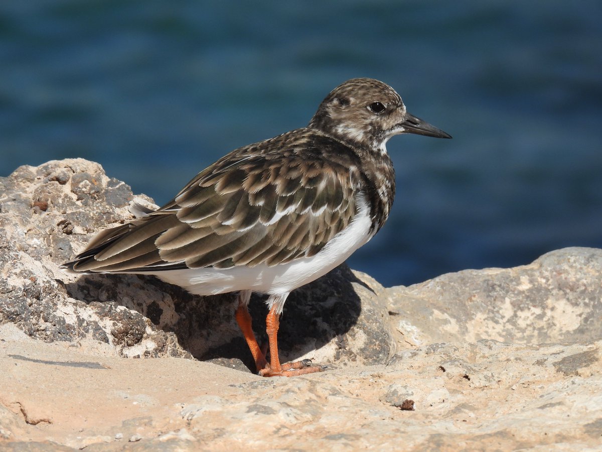 BirdersStore's tweet image. "You turn if you want to, the Turnstone's not for turning".

But you'll need to be of certain age to 'get this' 😉

#WaderWednesday