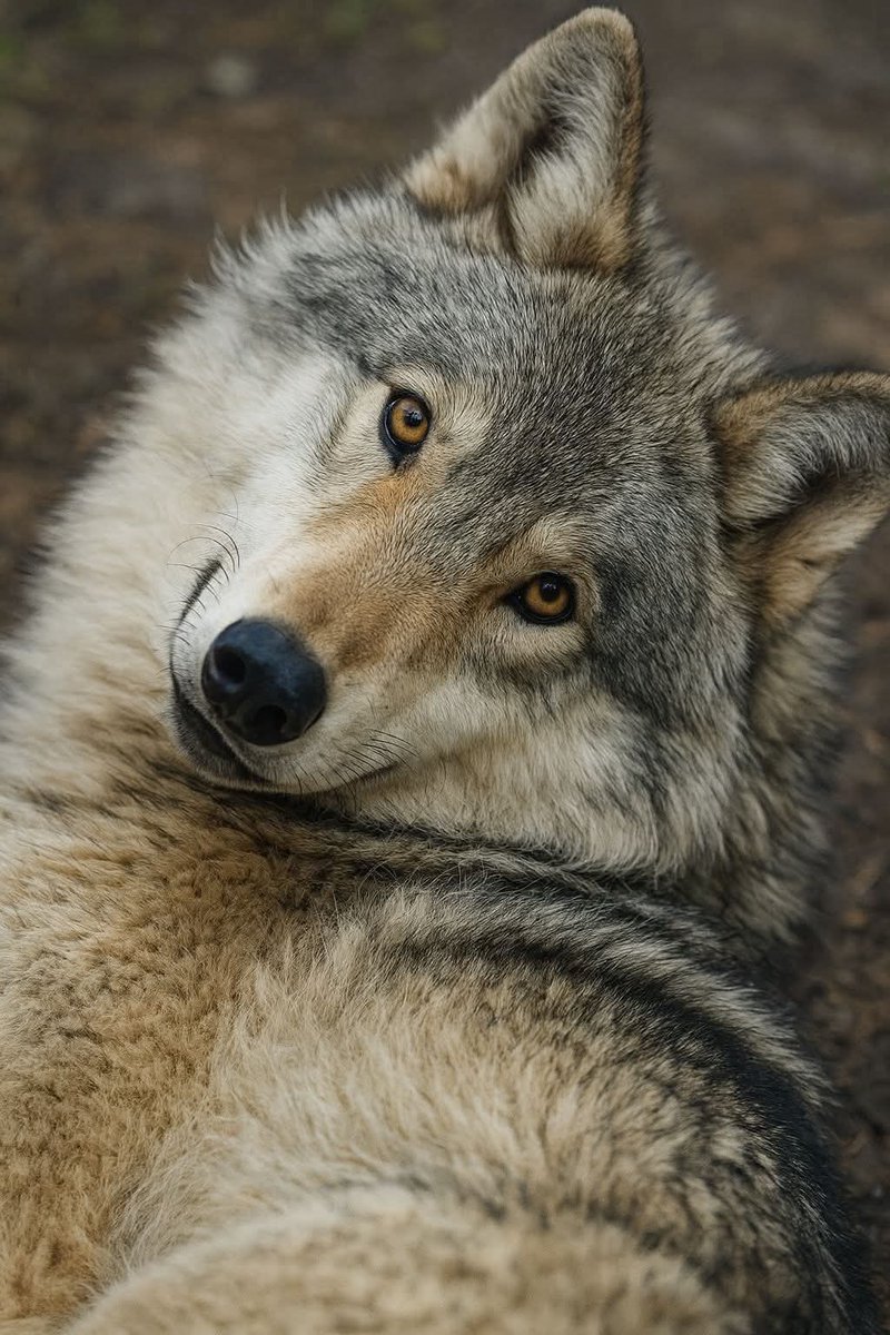 ADORABLE WOLF 🐺❤️🐺