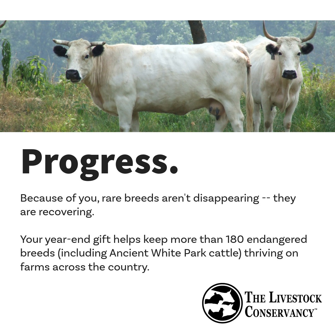 Your year-end gift helps keep more than 180 endangered breeds thriving on farms across the country. Your continued partnership is vital: livestockconservancy.org/donate
