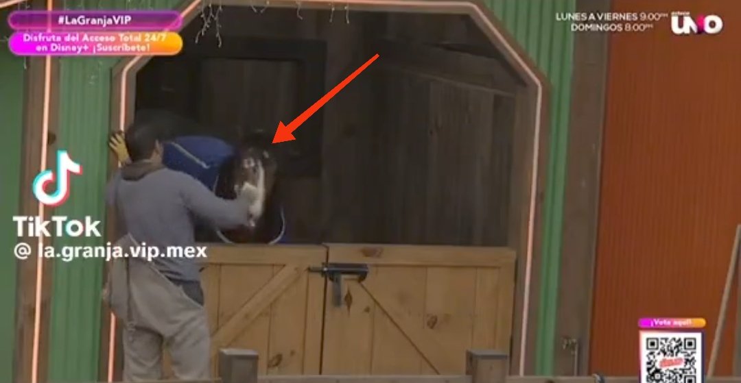 lionlives_'s tweet image. #lagranjavip @lagranjavipmx #LaGranjaVIPMX #proteccioncanela #patronviolentador #concanelaNo @VengaLaAlegria 
NO SE PUEDE PERMITIR QUE EL PATRÓN GOLPEE A CANELA 😡😡😡😡😡😡😡😡😡😡😡😡
#FUERAELPATRÓN 
#conloscaballosNO #conlosanimalesNO