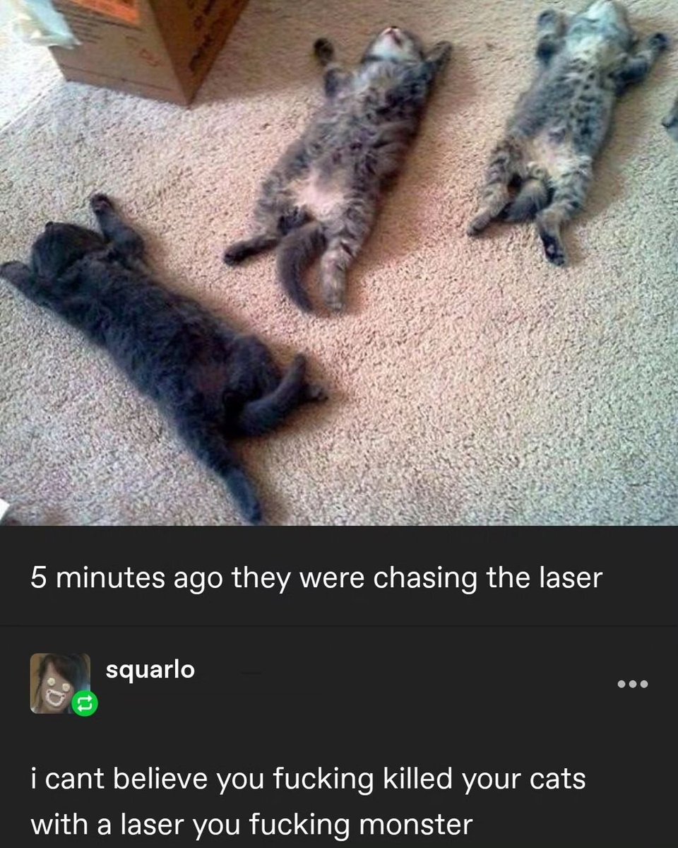 Punch Cat (@punchingcat) on Twitter photo 