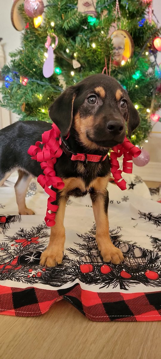 Some of Meadow’s puppies are heading home!!!
Puppy Briar would like ta announce he’s been ‘dopted!!! ♥️
He has a family with 2 kids of his own ta grow up with!!!