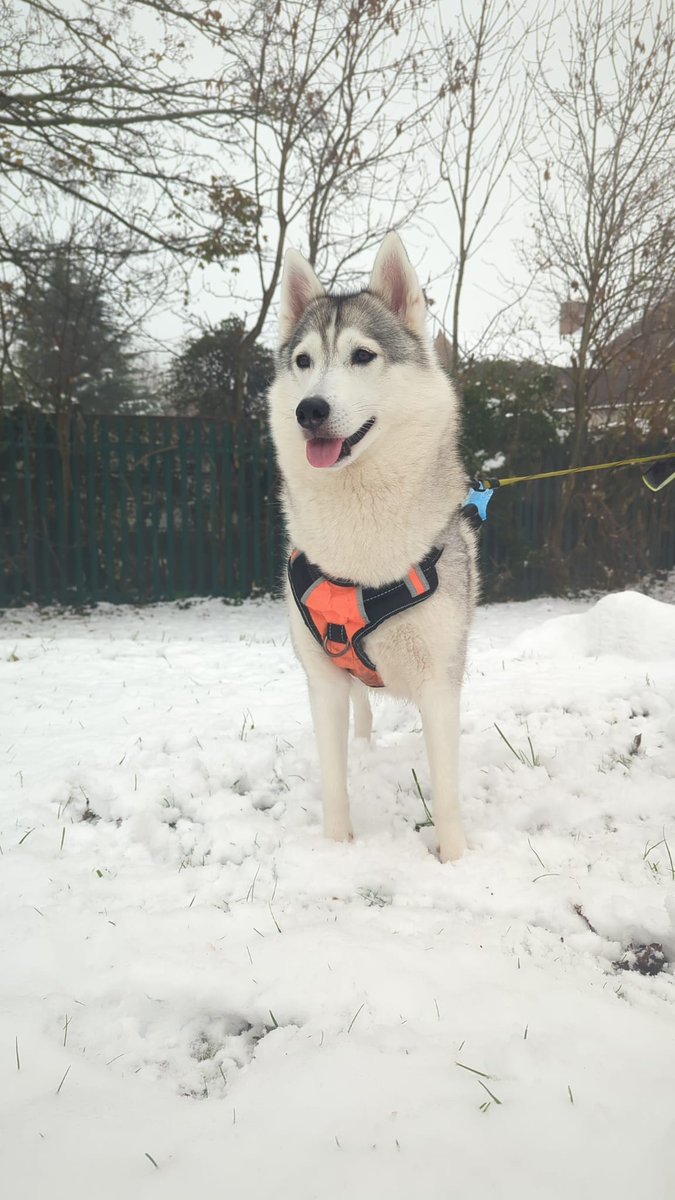 The_Alpha_Husky's tweet photo. Good afternoon, Pack 🐺☕️

Throwback to last winter -
same mindset, sharper build.

#HOWLitsMADE update:
• Chain Gate lock fixed
• Referrals running clean
• Shop evolving fast
• Arena upgrade loading... soon 🐾

RT if you respect builders who ship 🔁🐺
@solana
#JoinThePack https://t.co/cLgGuHwwcv