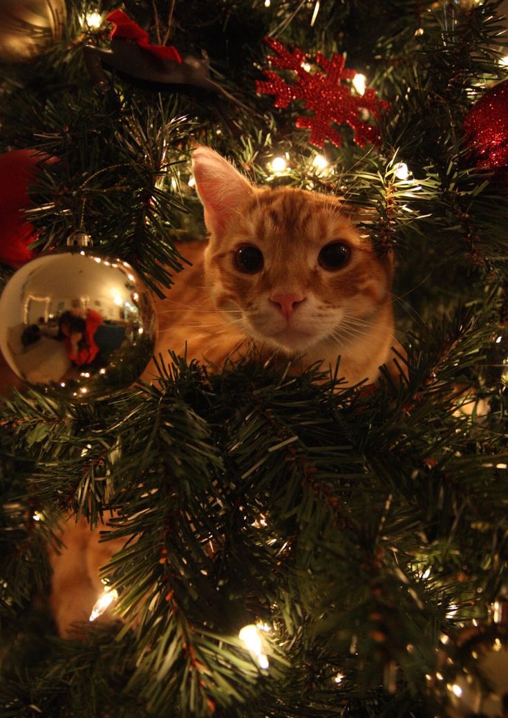 SWTDANN's tweet image. #shse + #bkgt christmas au - the holiday

• where sieun and gotak trade homes to escape from their problems and spend a peaceful christmas but what they don’t expect is to find a new love under the mistletoe