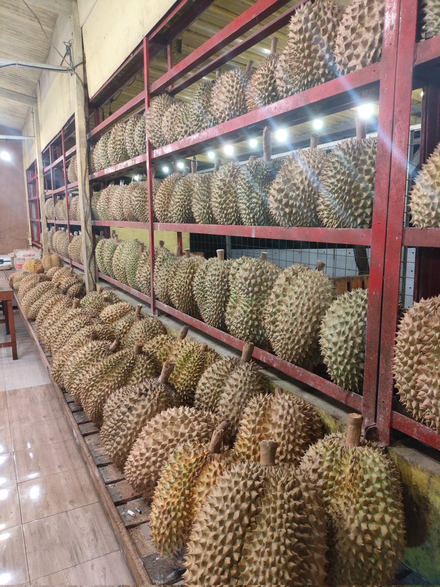 Manusia setengah onta tweet media