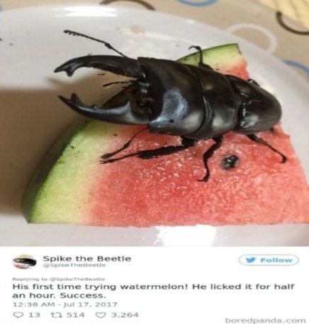 shadoo🪲🇵🇸(silly creature enjoyer) (@shadoocreature) on Twitter photo 