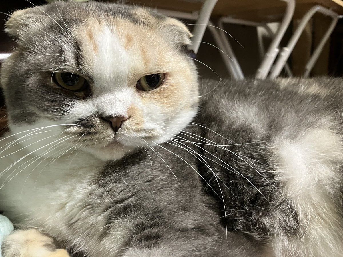 猫のいる暮らし またねん🐱