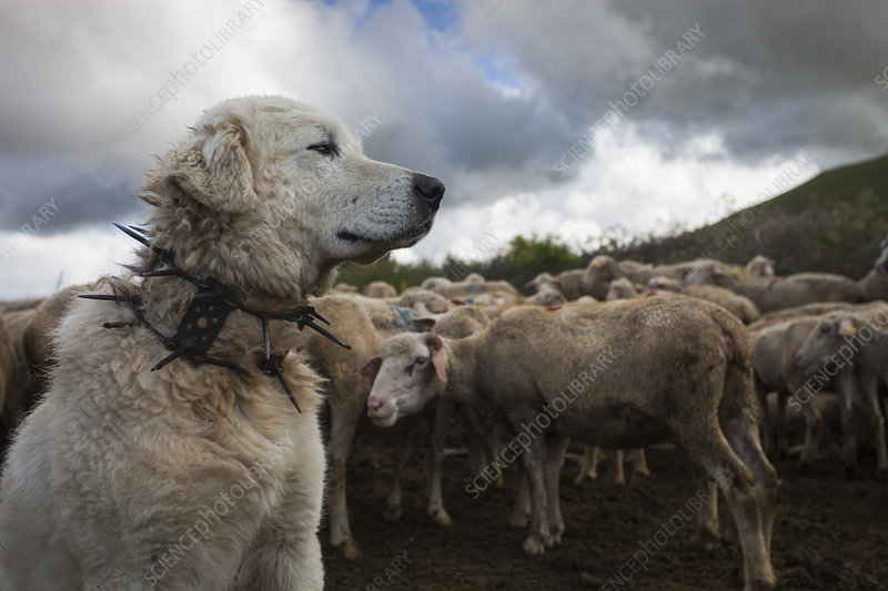 Science_Woof's tweet image. Being the strong silent type in the fandom and arriving to a function feeling like